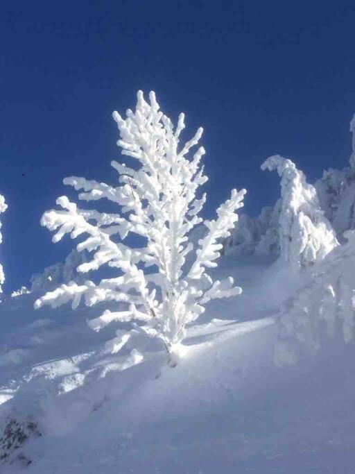 Chalet Cosy Lisiere De Foret Xonrupt-Longemer Dış mekan fotoğraf